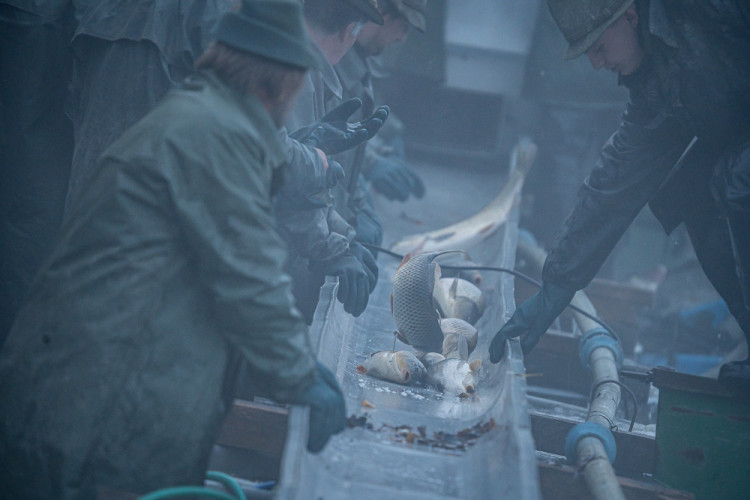 Výlov rybníku Bezdrev