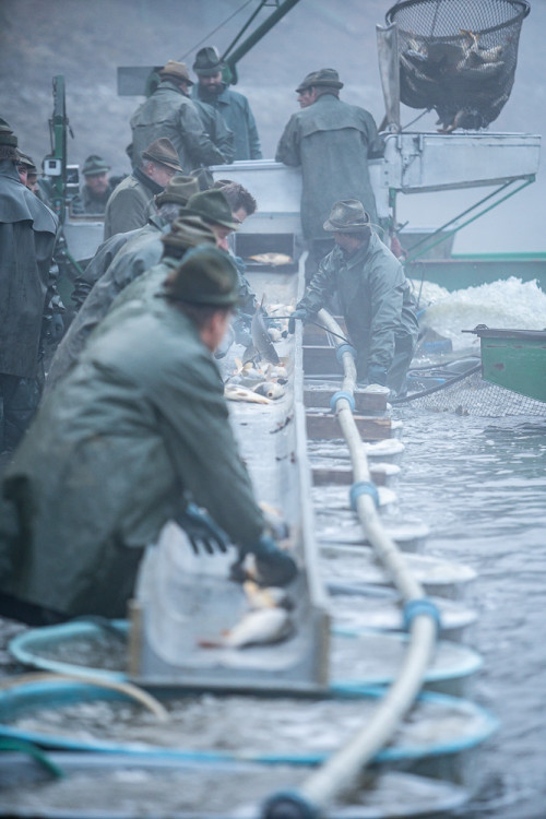 Výlov rybníku Bezdrev