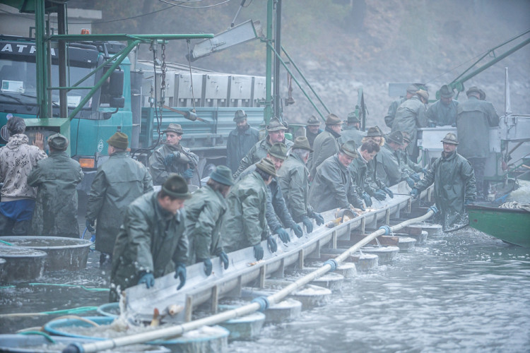 Výlov rybníku Bezdrev