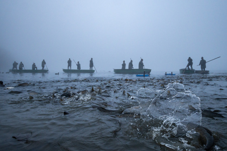 Výlov rybníku Bezdrev