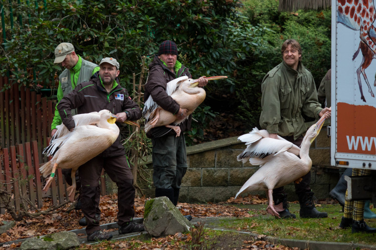 Odchyt pelikánů v liberecké zoo