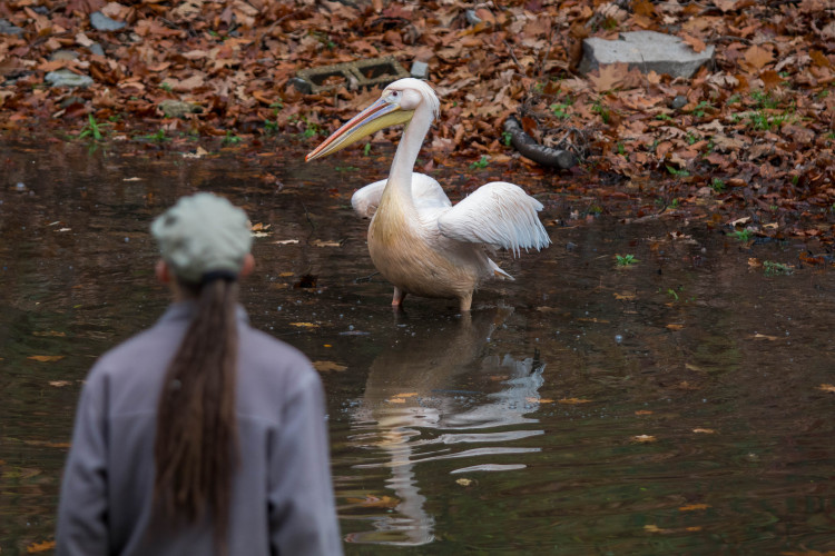 Odchyt pelikánů v liberecké zoo