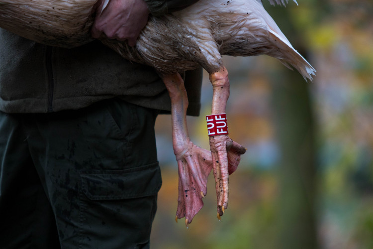 Odchyt pelikánů v liberecké zoo