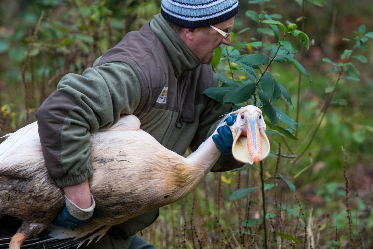 Odchyt pelikánů v liberecké zoo