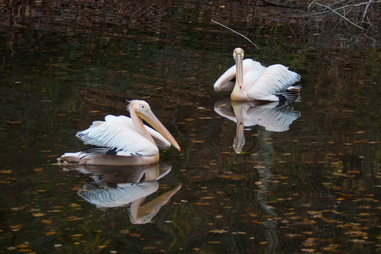 Odchyt pelikánů v liberecké zoo