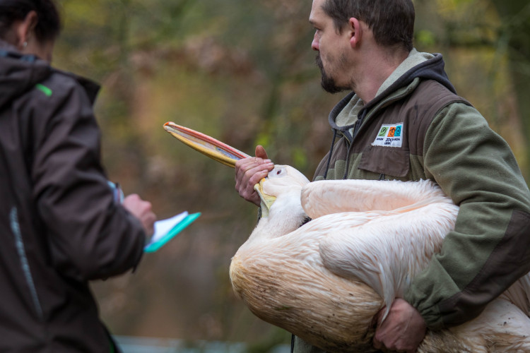 Odchyt pelikánů v liberecké zoo