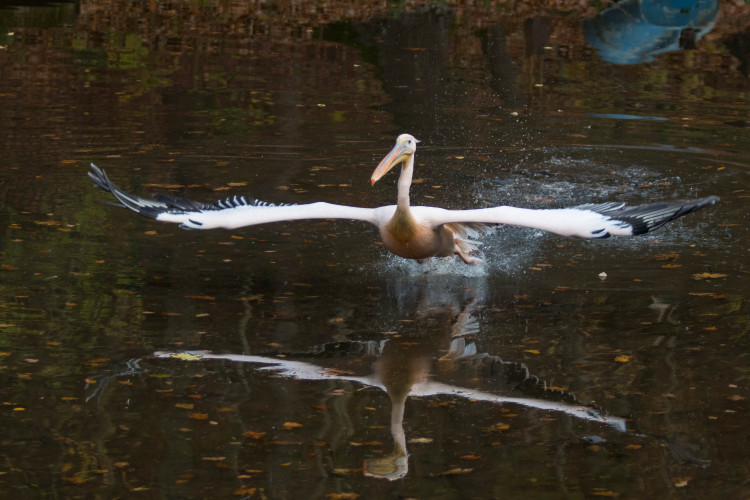 Odchyt pelikánů v liberecké zoo