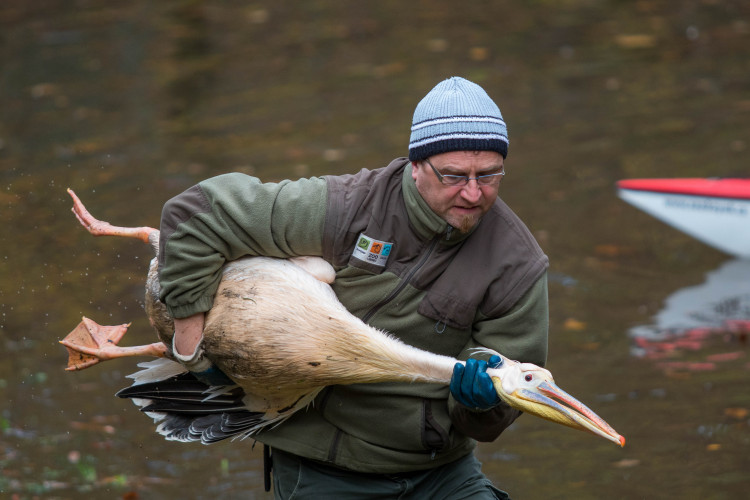 Odchyt pelikánů v liberecké zoo