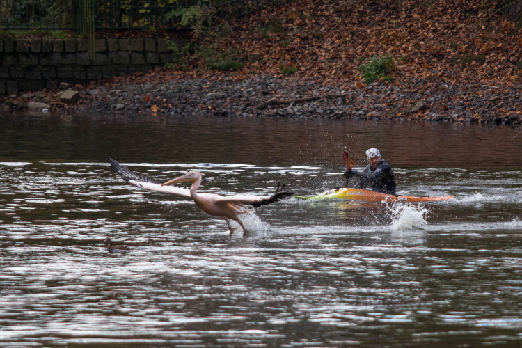 Odchyt pelikánů v liberecké zoo