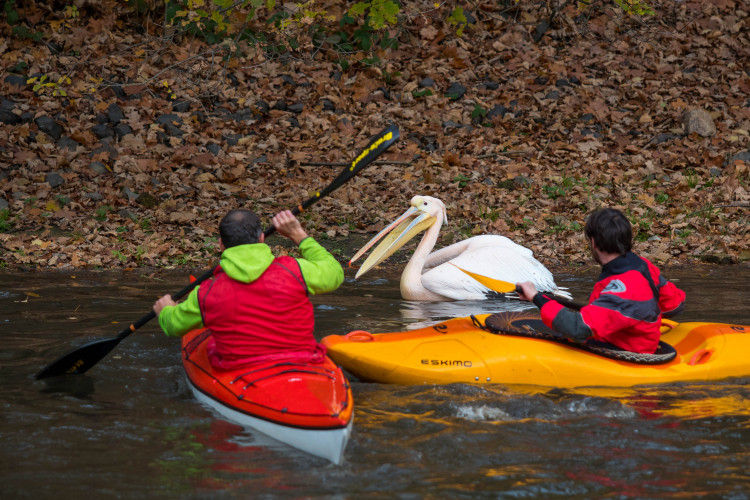 Odchyt pelikánů v liberecké zoo