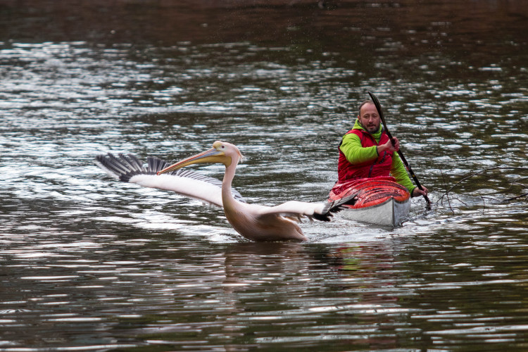 Odchyt pelikánů v liberecké zoo