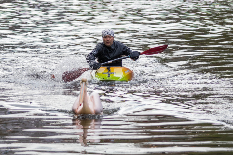 Odchyt pelikánů v liberecké zoo