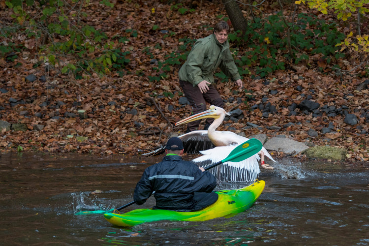 Odchyt pelikánů v liberecké zoo