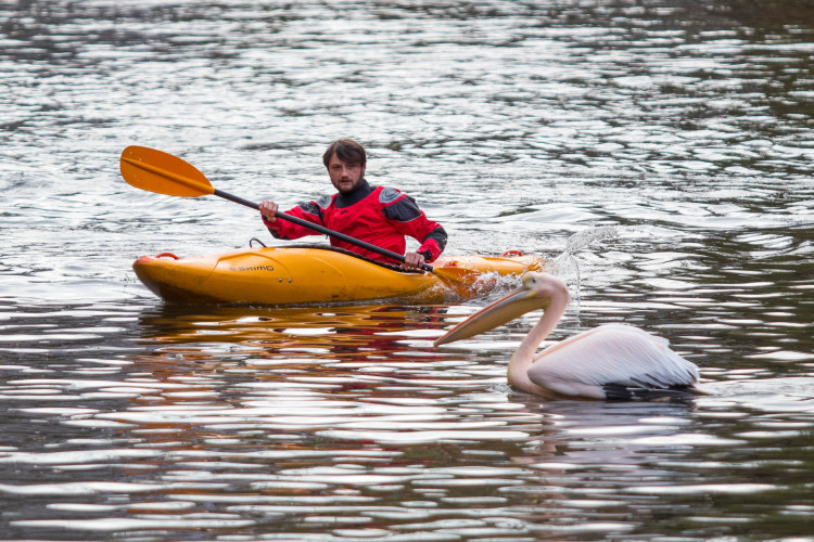 Odchyt pelikánů v liberecké zoo