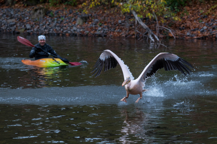 Odchyt pelikánů v liberecké zoo