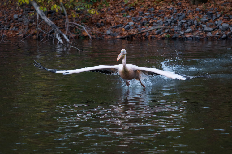 Odchyt pelikánů v liberecké zoo