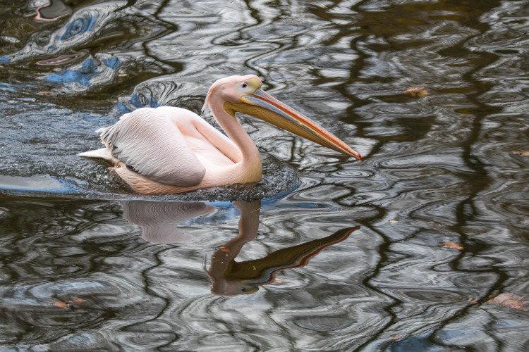 Odchyt pelikánů v liberecké zoo
