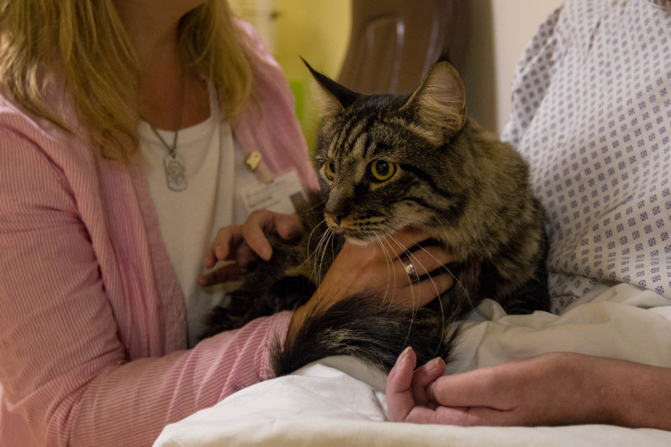 V liberecké nemocnici zlepšují pacientům náladu i zvířecí terapeuti