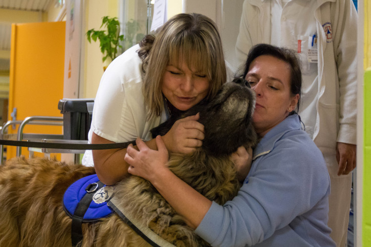 V liberecké nemocnici zlepšují pacientům náladu i zvířecí terapeuti