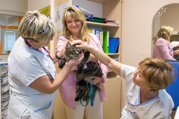 V liberecké nemocnici zlepšují pacientům náladu i zvířecí terapeuti