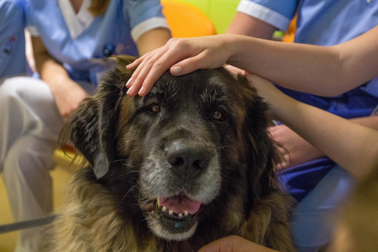 V liberecké nemocnici zlepšují pacientům náladu i zvířecí terapeuti