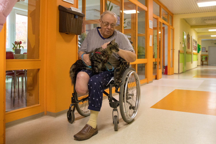 V liberecké nemocnici zlepšují pacientům náladu i zvířecí terapeuti