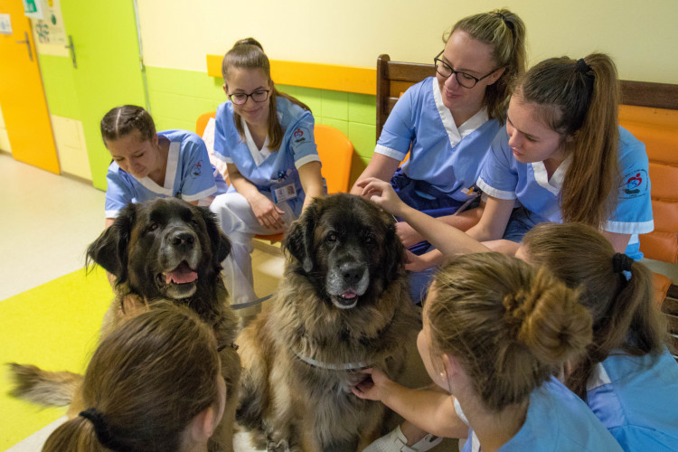 V liberecké nemocnici zlepšují pacientům náladu i zvířecí terapeuti