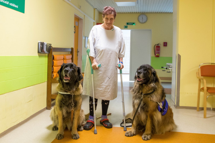 V liberecké nemocnici zlepšují pacientům náladu i zvířecí terapeuti