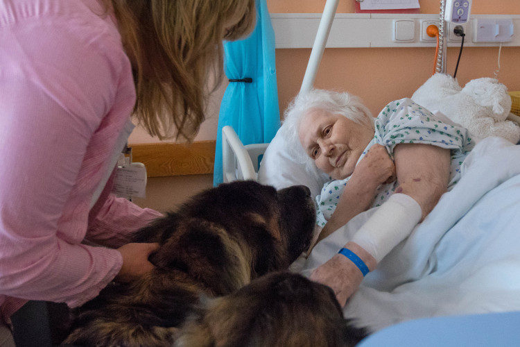 V liberecké nemocnici zlepšují pacientům náladu i zvířecí terapeuti