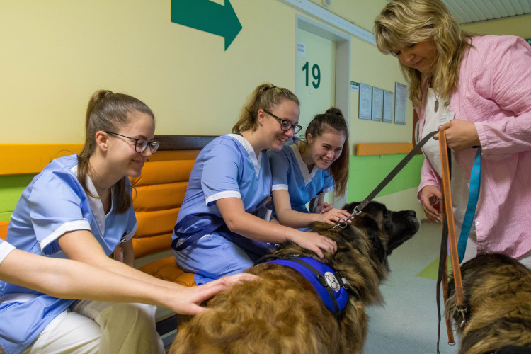 V liberecké nemocnici zlepšují pacientům náladu i zvířecí terapeuti