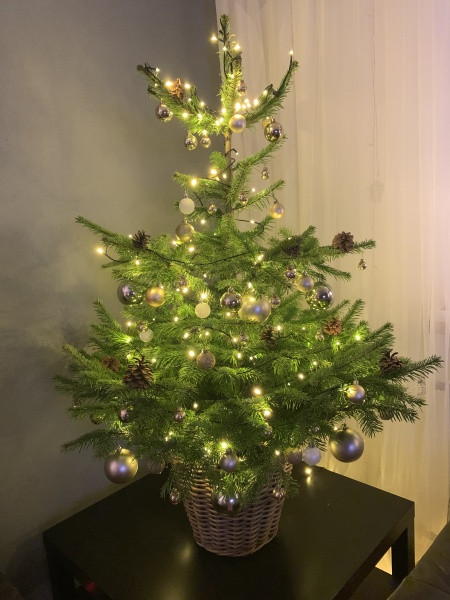 Vánoce s Drbnou: Soutěžní stromečky