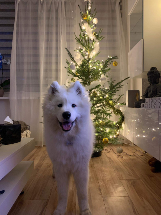 Vánoce s Drbnou: Soutěžní stromečky