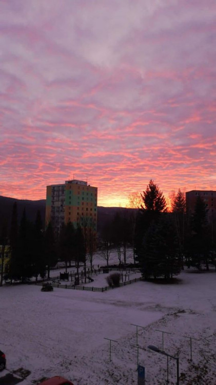 Nikoll Friedrichová