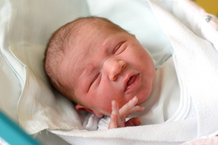 Pancířová Victoria