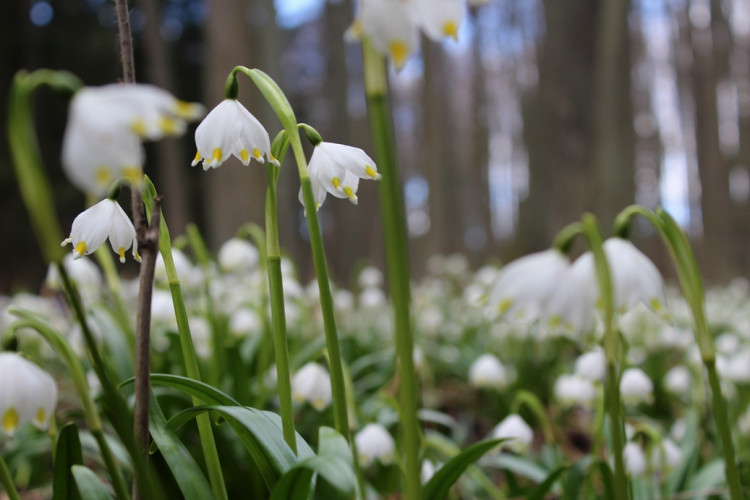 Bledule v Jechovci na Jihlavsku