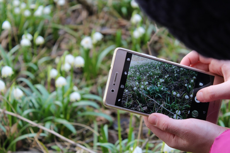 Bledule v Jechovci na Jihlavsku