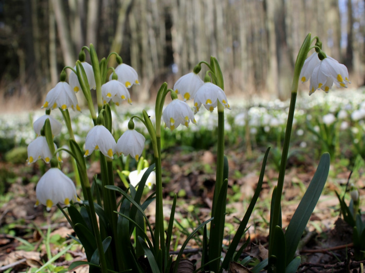 Bledule v Jechovci na Jihlavsku