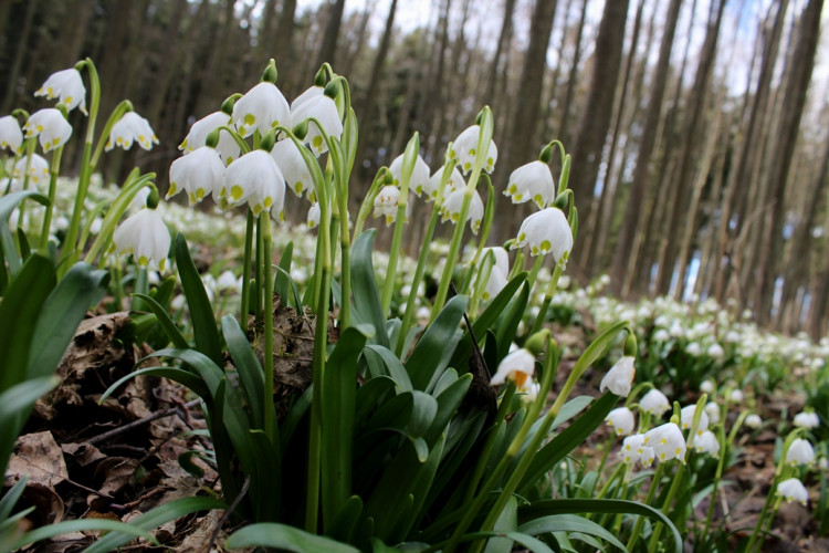 Bledule v Jechovci na Jihlavsku