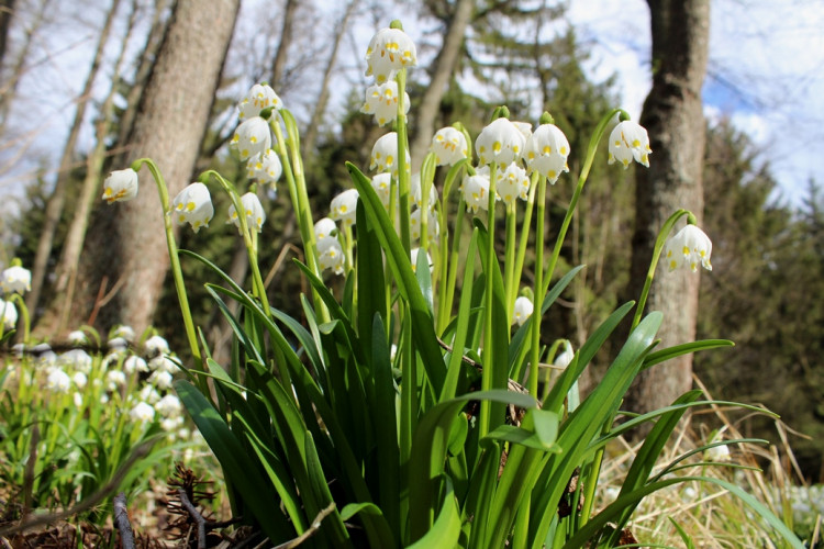 Bledule v Jechovci na Jihlavsku