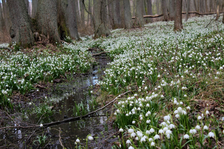 Bledule v Jechovci na Jihlavsku