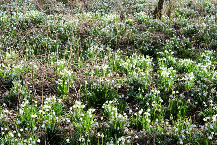 Bledule v Jechovci na Jihlavsku