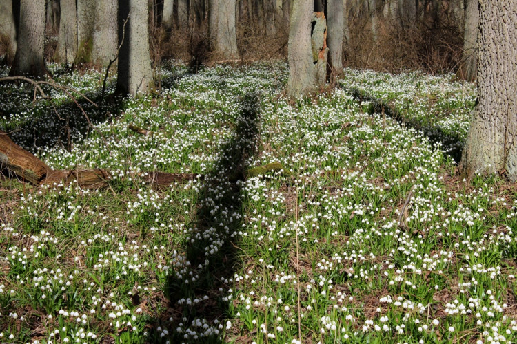 Bledule v Jechovci na Jihlavsku
