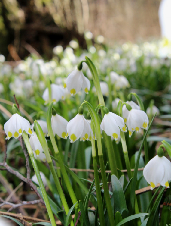 Bledule v Jechovci na Jihlavsku