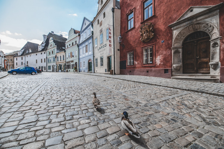 Místo turistů se ulicemi Krumlova prochází kachny. Jak vypadá turistická metropole bez lidí?