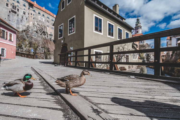 Místo turistů se ulicemi Krumlova prochází kachny. Jak vypadá turistická metropole bez lidí?