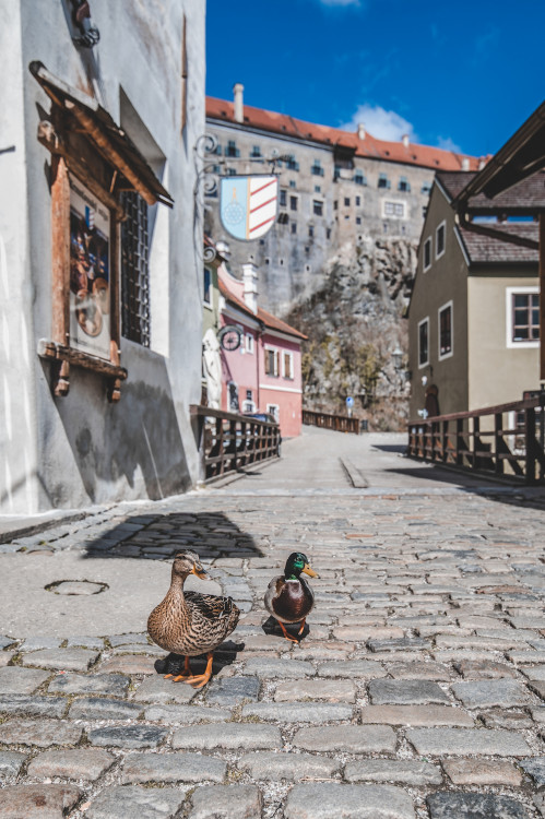 Místo turistů se ulicemi Krumlova prochází kachny. Jak vypadá turistická metropole bez lidí?