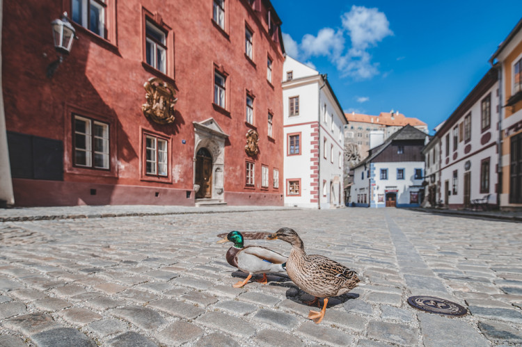 Místo turistů se ulicemi Krumlova prochází kachny. Jak vypadá turistická metropole bez lidí?