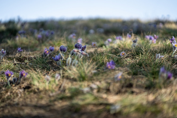 Koniklec velkokvětý u Trnávky na Třebíčsku
