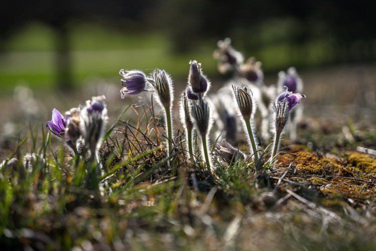 Koniklec velkokvětý u Trnávky na Třebíčsku