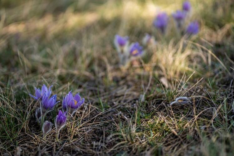 Koniklec velkokvětý u Trnávky na Třebíčsku